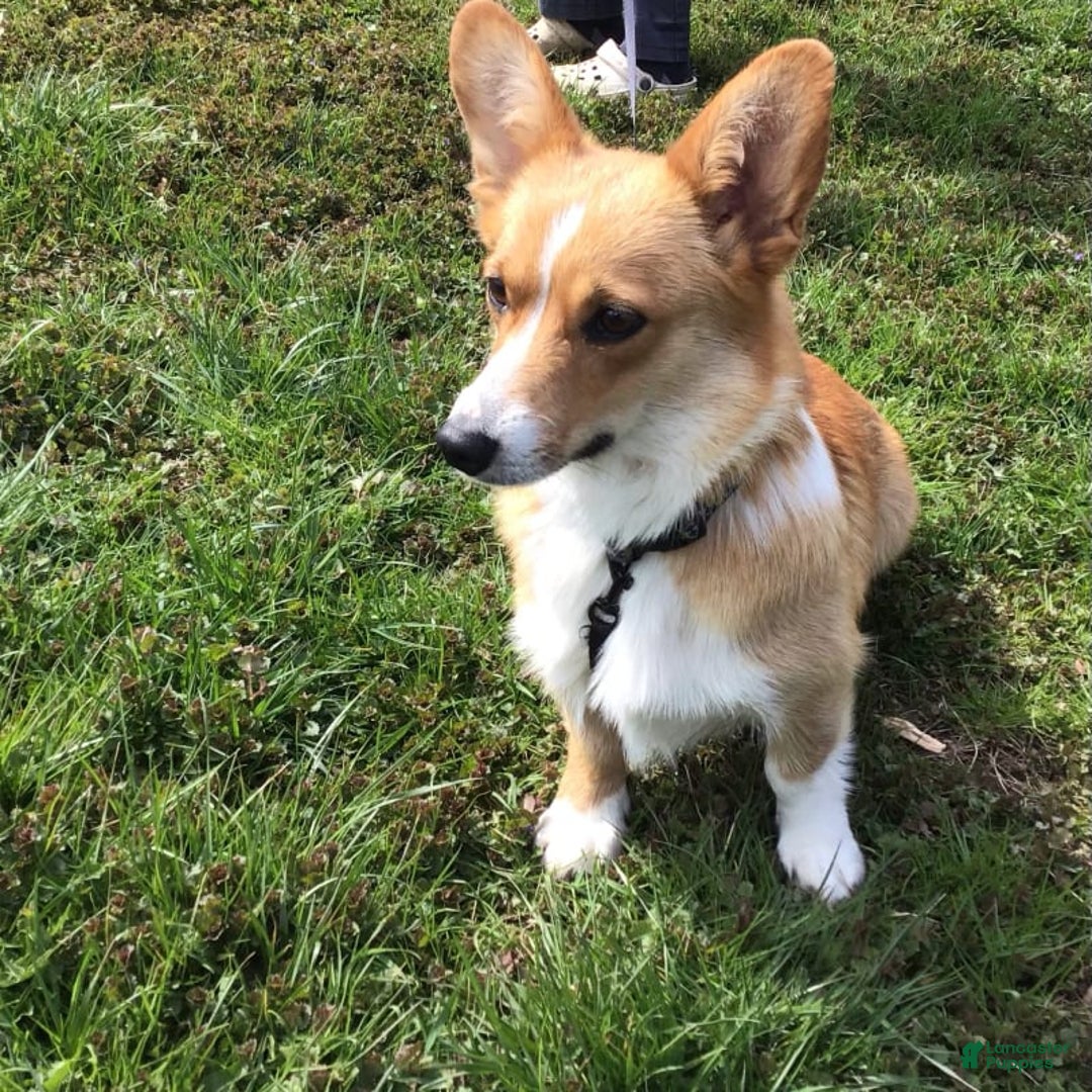 Welsh Corgi Pembroke dogs for sale: Hank - Image 14