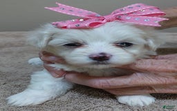 Maltese dogs for sale: Tessa - Image 4