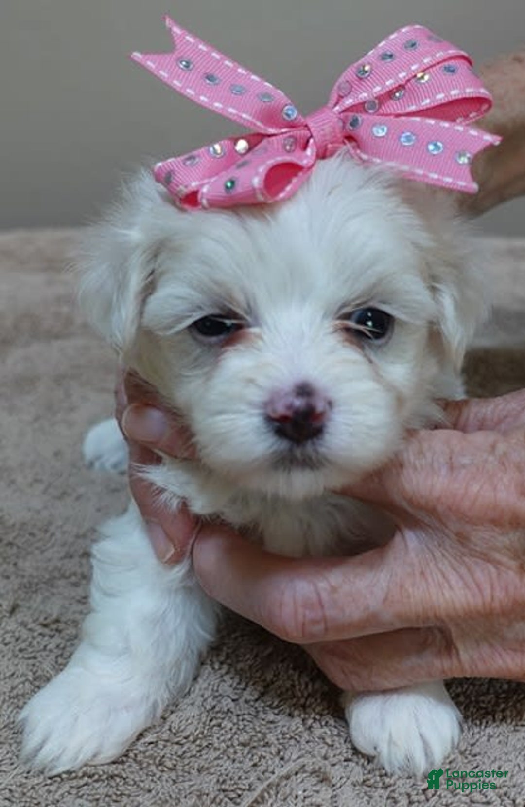 Maltese dogs for sale: Tessa - Image 4
