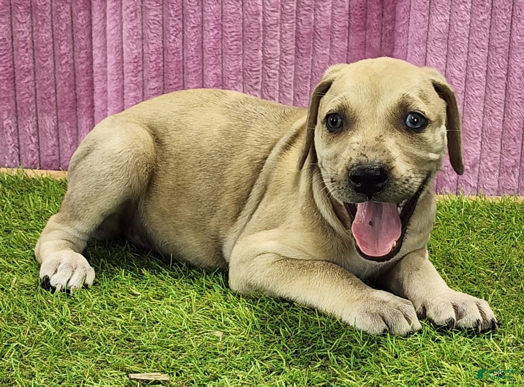 Catahoula Leopard Dog dogs for sale: Duchess 2025 Female 2 - Image 8