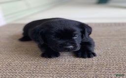 Labrador Retriever dogs for sale: Jake - Image 3