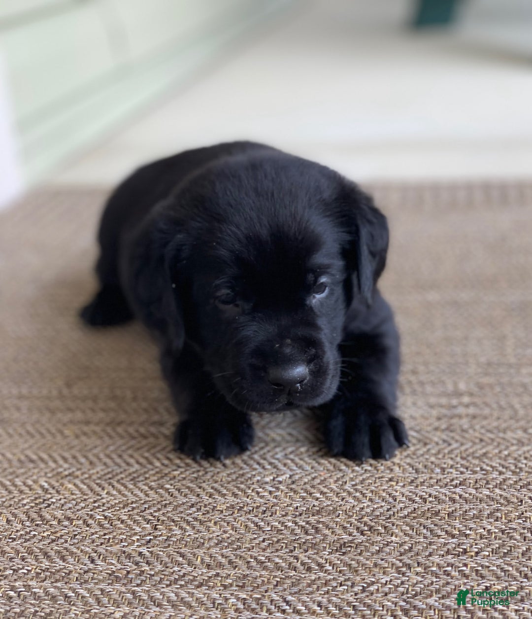 Labrador Retriever dogs for sale: Jake - Image 3