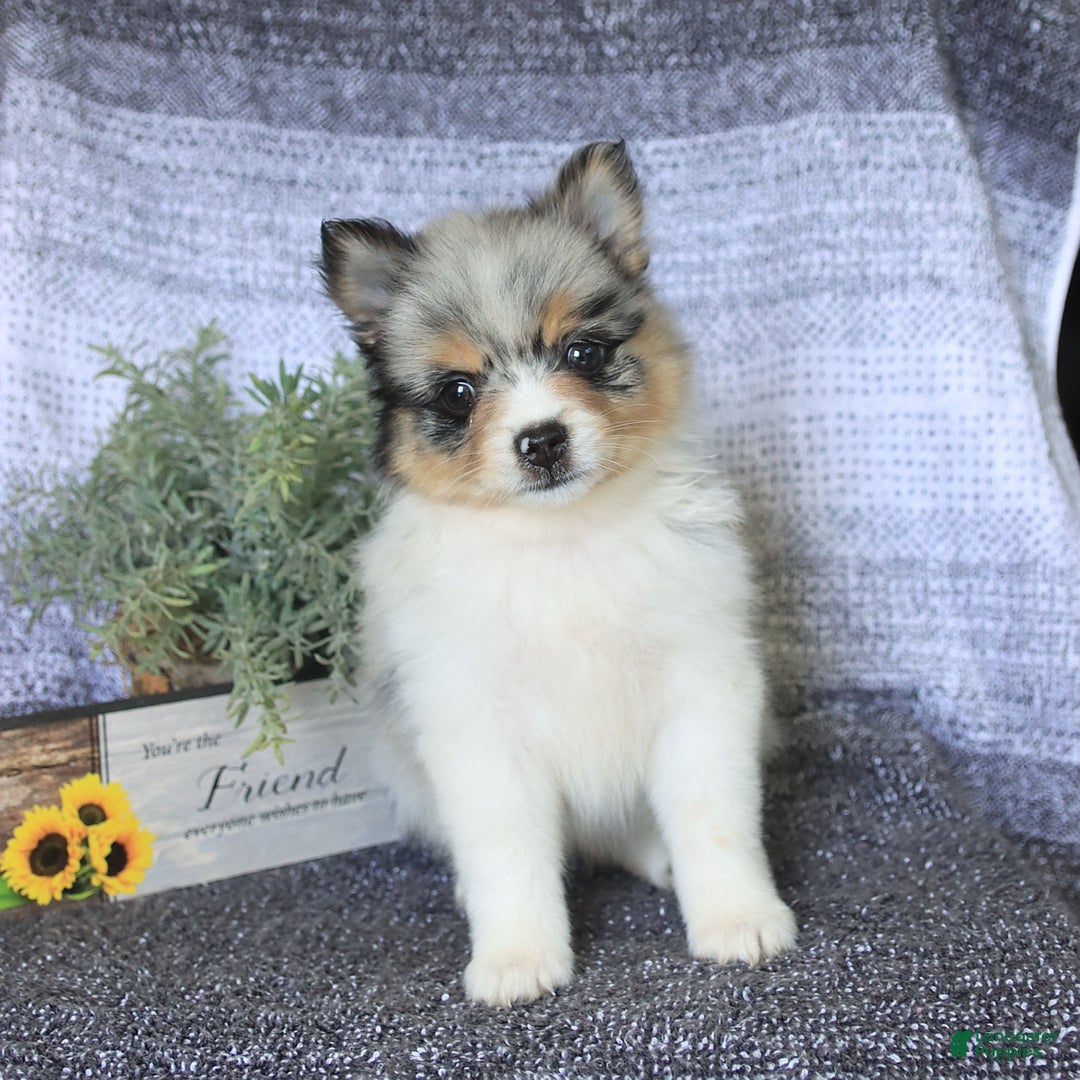 Pomeranian dogs for sale: Pomeranian 3 puppies - Image 8