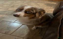 Miniature Australian Shepherd dogs for sale: Frost - Image 4