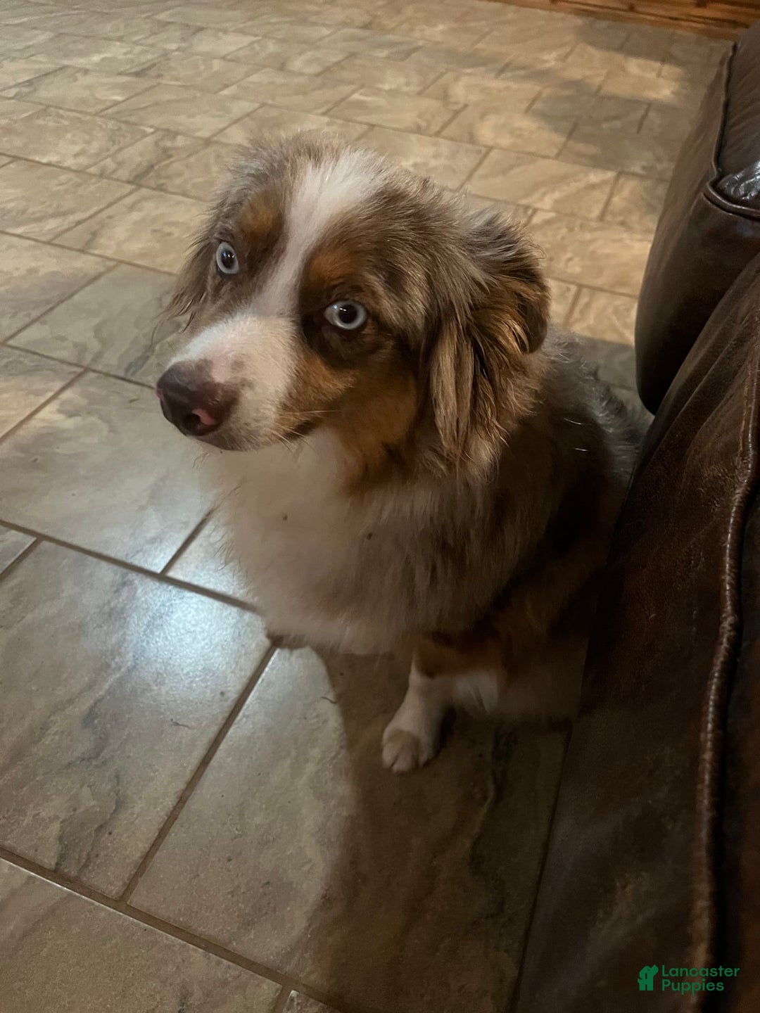 Miniature Australian Shepherd dogs for sale: Frost - Image 4