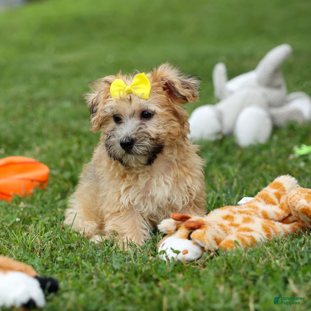Yochon dogs for sale: Theodore - Image 3