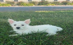 West Highland Terrier dogs for sale: Wanda - Image 5