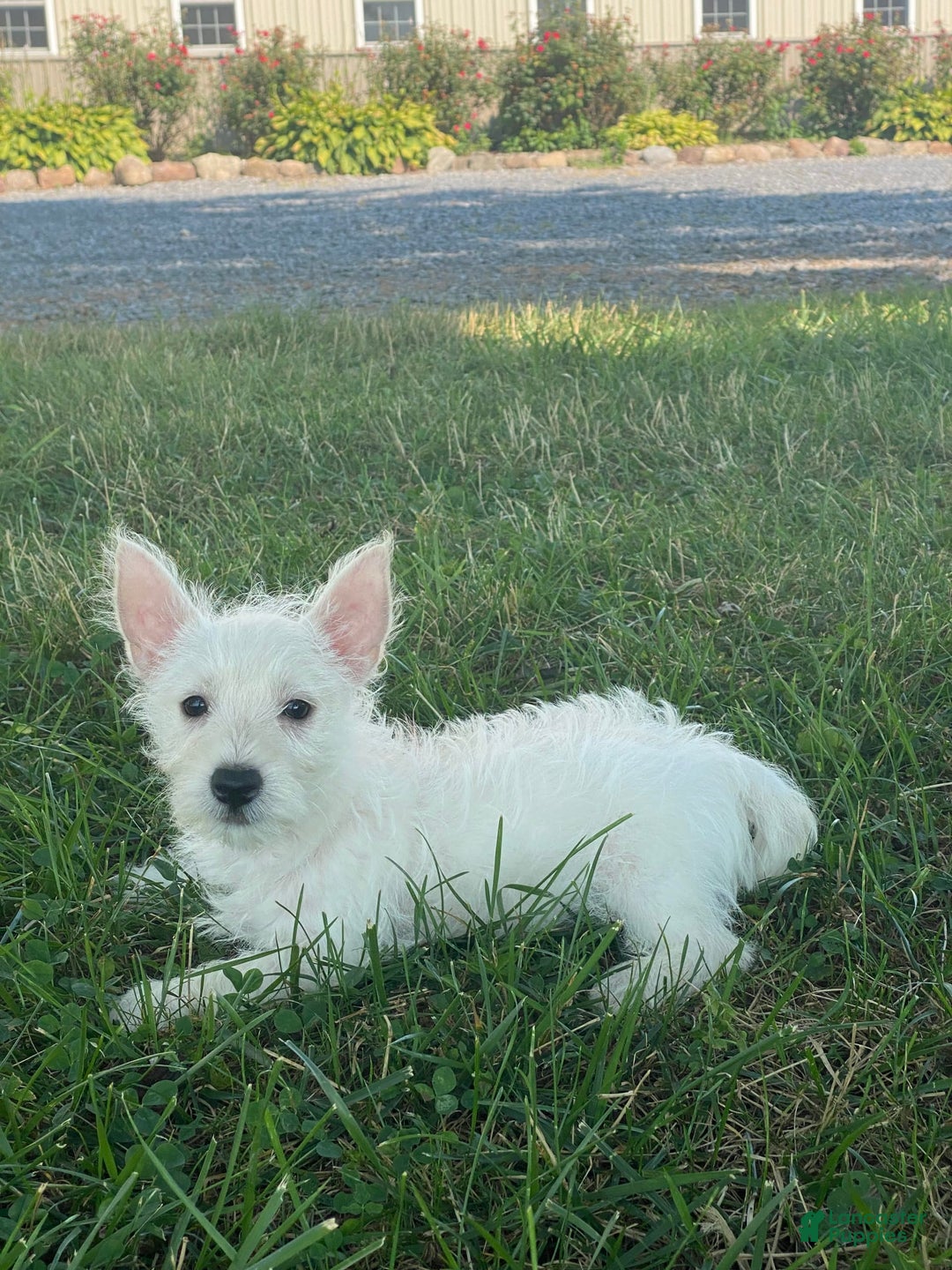 West Highland Terrier dogs for sale: Wanda - Image 5