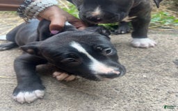 American Pit Bull Terrier dogs for sale: Cookie - Image 3