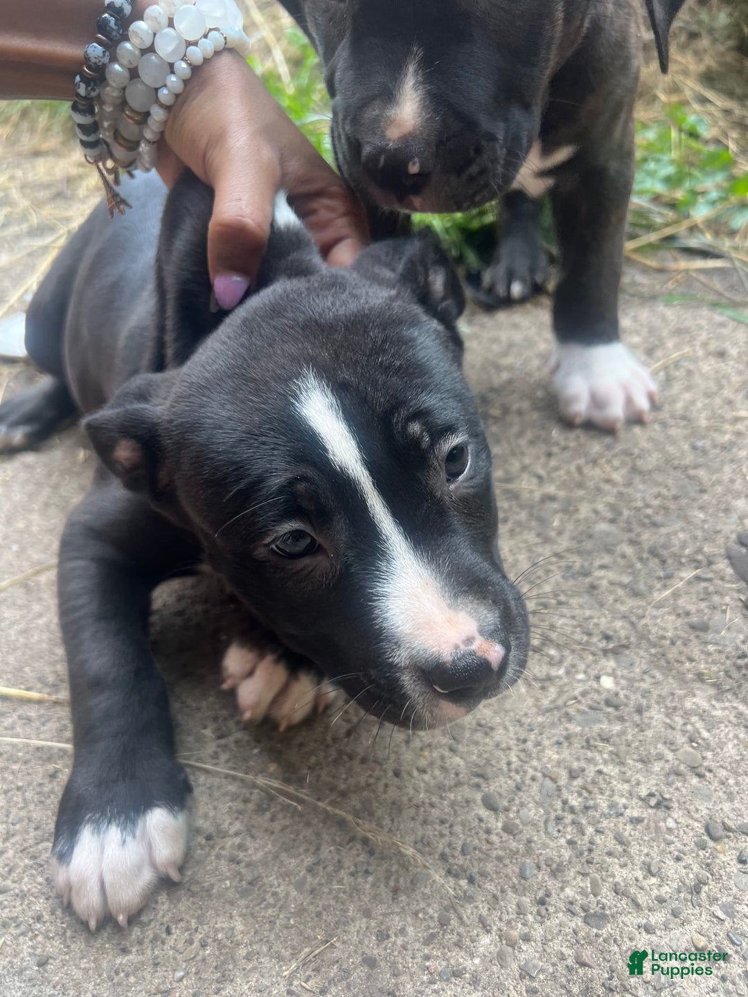 American Pit Bull Terrier dogs for sale: Cookie - Image 3