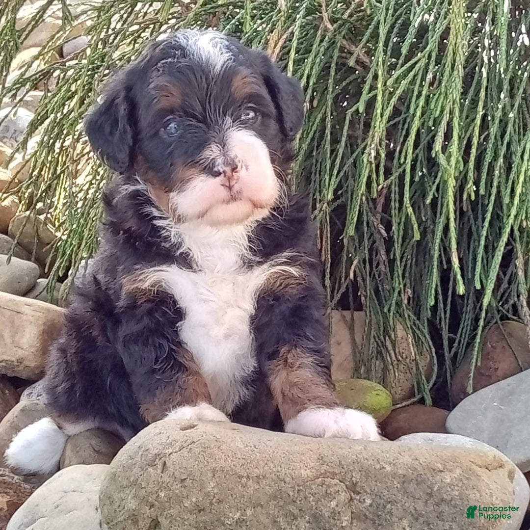 Mini Bernedoodle dogs for sale: Oakley - Image 37