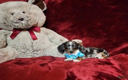 Miniature Dachshund dogs for sale: REMY - Image 7