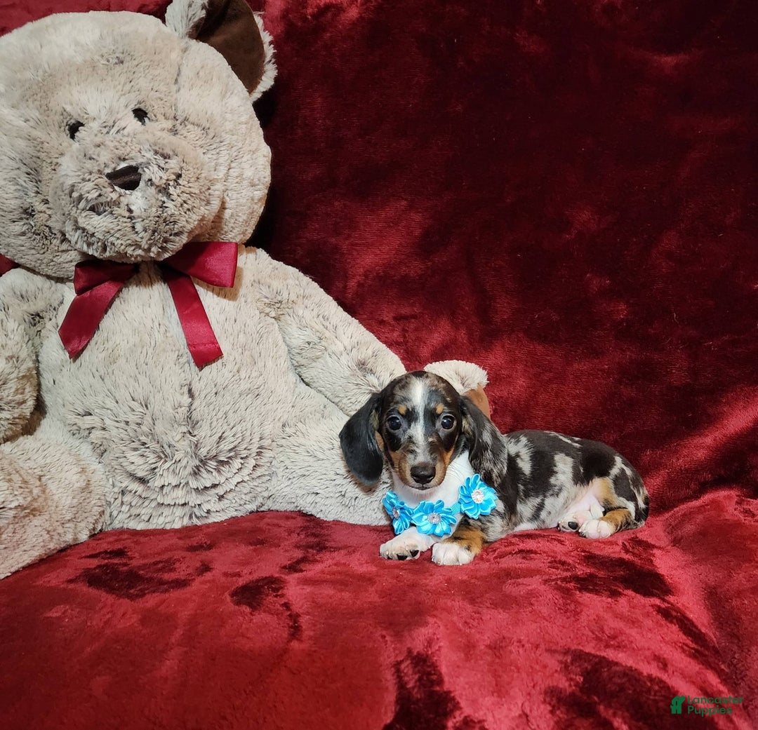 Miniature Dachshund dogs for sale: REMY - Image 7