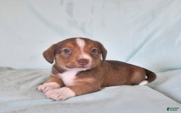 Australian Shepherd dogs for sale: Basil - Image 10