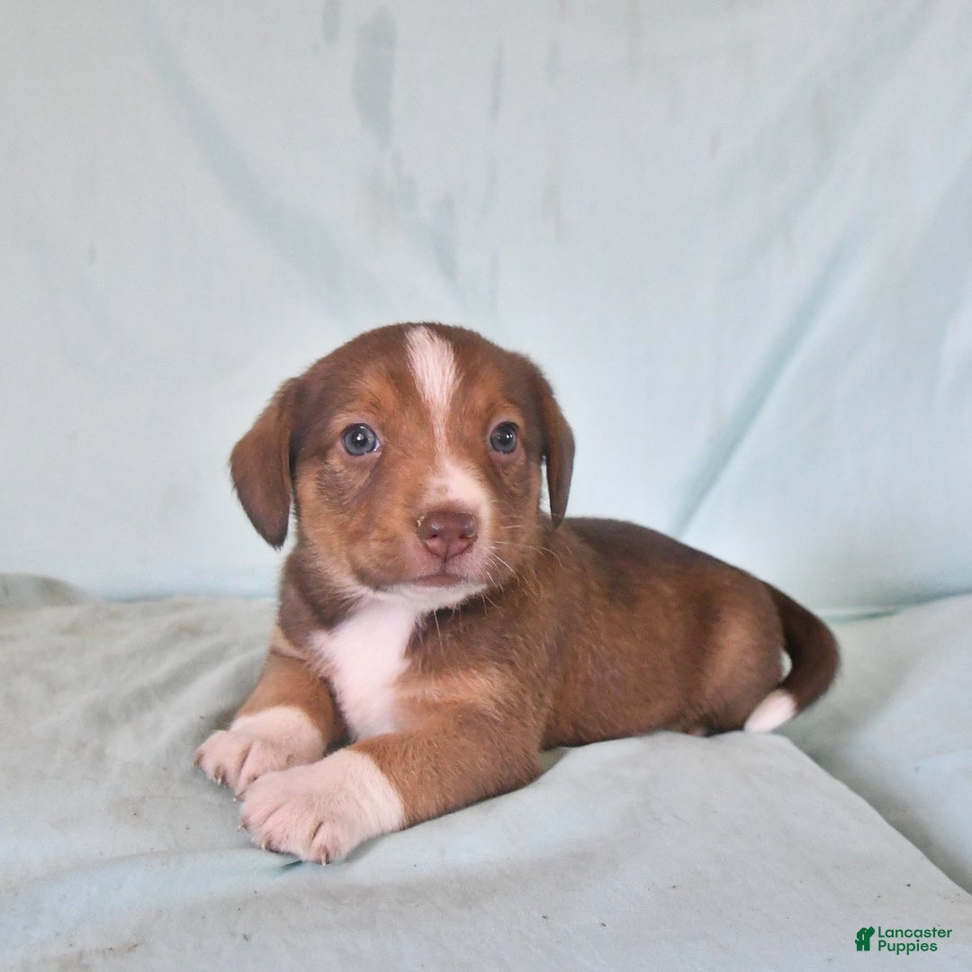 Australian Shepherd dogs for sale: Basil - Image 10