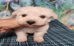 Bichon Frise dogs for sale: Toy Poodle/toy Bichon Puppy - Image 2