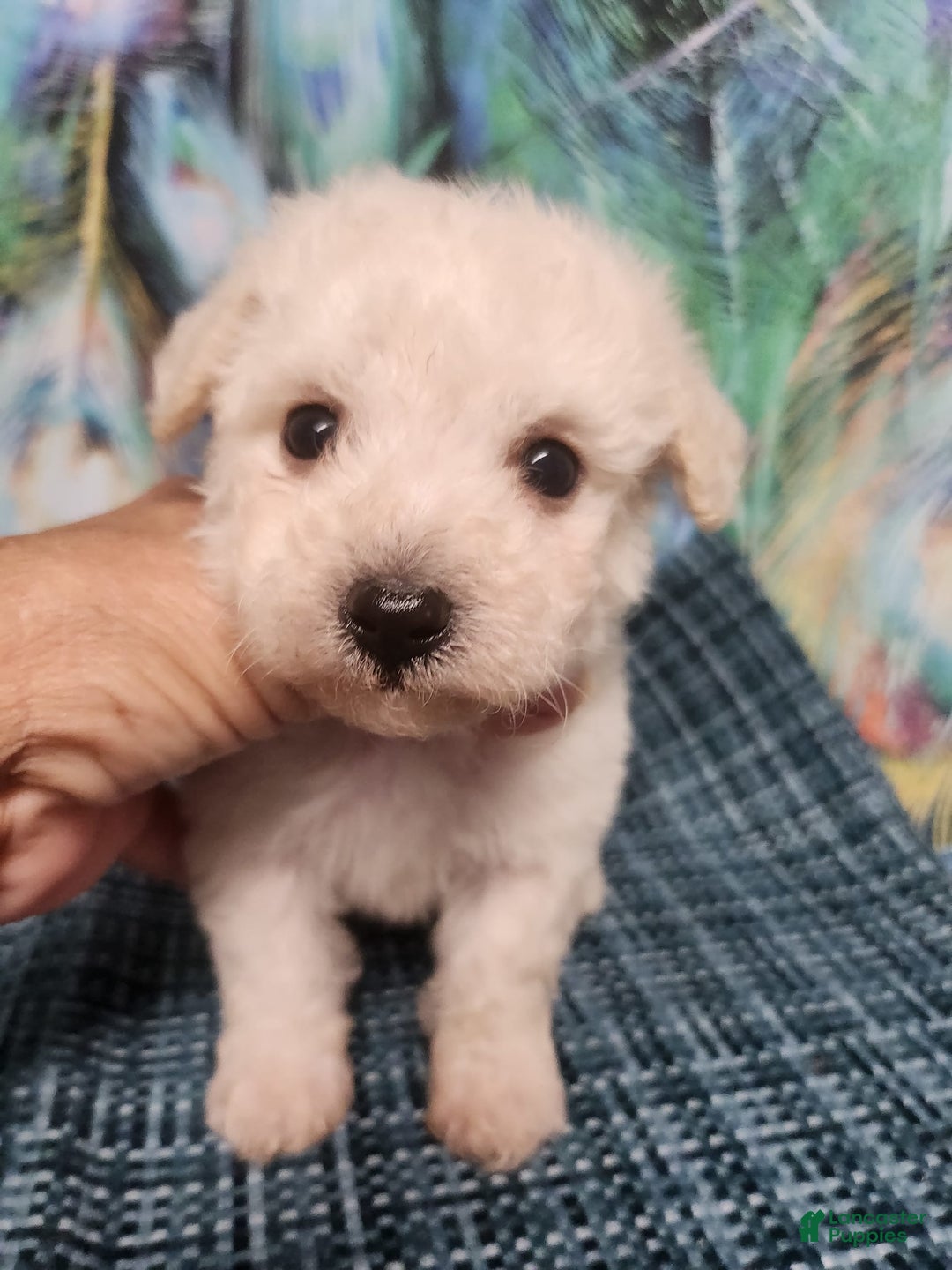 Bichon Frise dogs for sale: Toy Poodle/toy Bichon Puppy - Image 2