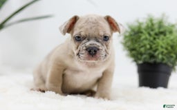 French Bulldog dogs for sale: Turbo - Image 9