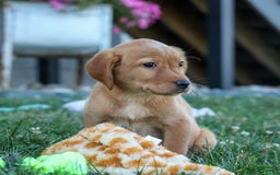 Labrador Retriever dogs for sale: Red Fox Geo - Image 11