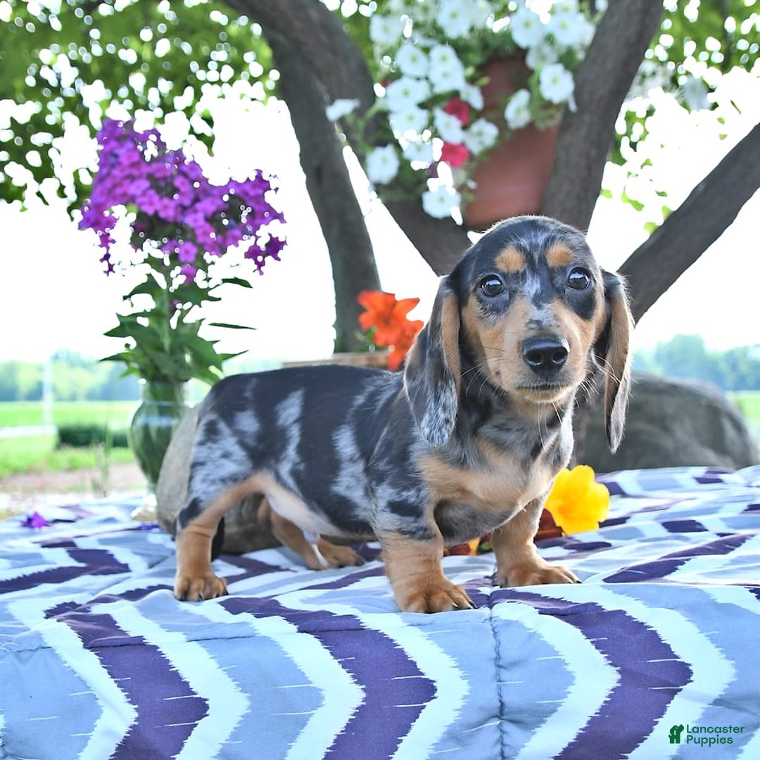 Miniature Dachshund dogs for sale: Tommy - Image 2
