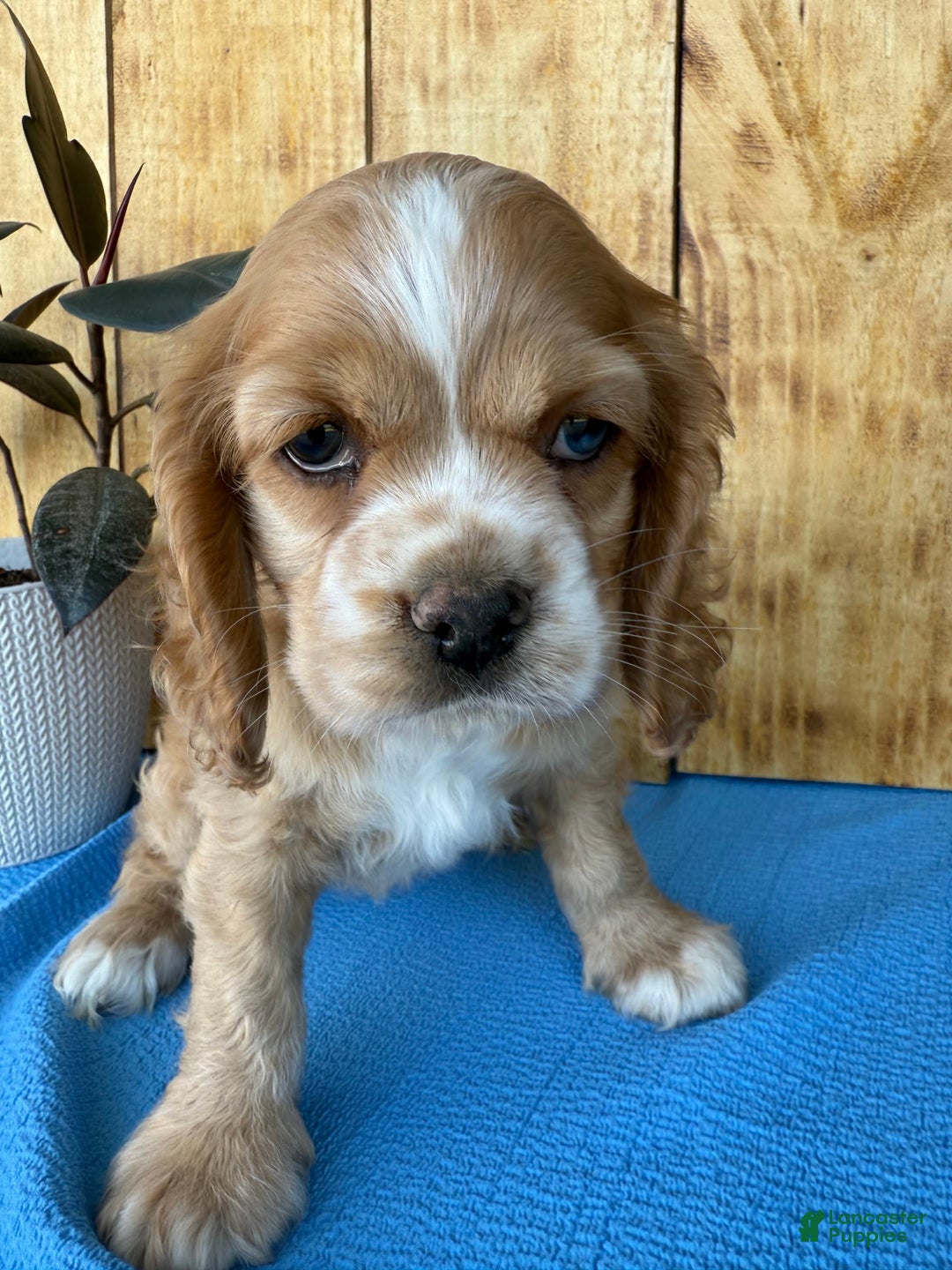 Cocker Spaniel dogs for sale: Tasha - Image 12