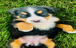 Bernese Mountain Dog dogs for sale: Bernese Mountain Dog 8 puppies - Image 6