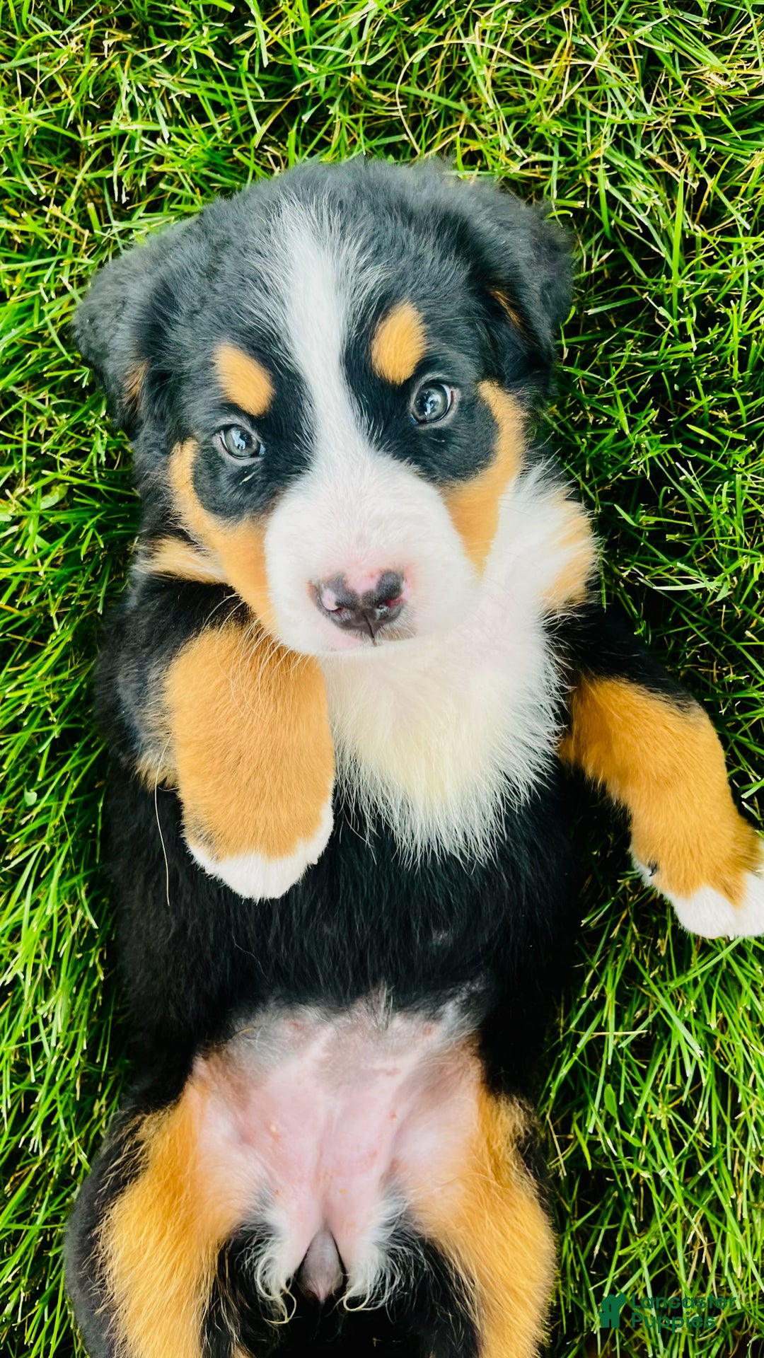 Bernese Mountain Dog dogs for sale: Bernese Mountain Dog 8 puppies - Image 6