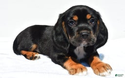 Beaglier dogs for sale: Chase - Image 6
