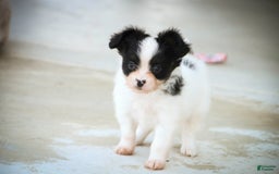 Papillon dogs for sale: Leonardo - Image 7