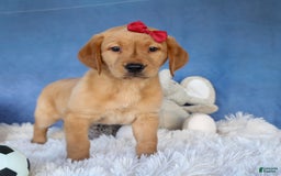 Labrador Retriever dogs for sale: Gus - Image 24