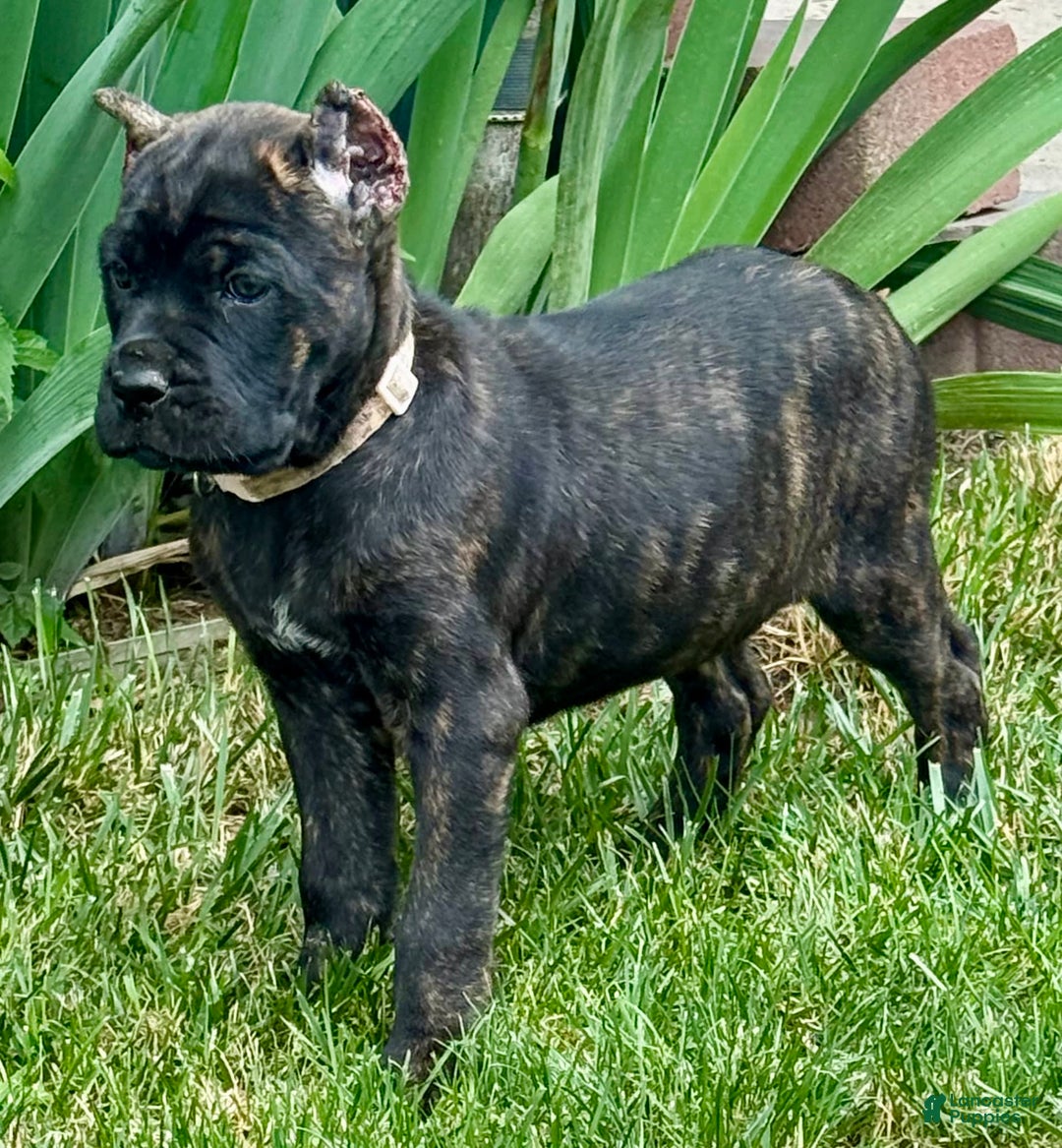 Cane Corso dogs for sale: Bonnie - Image 2