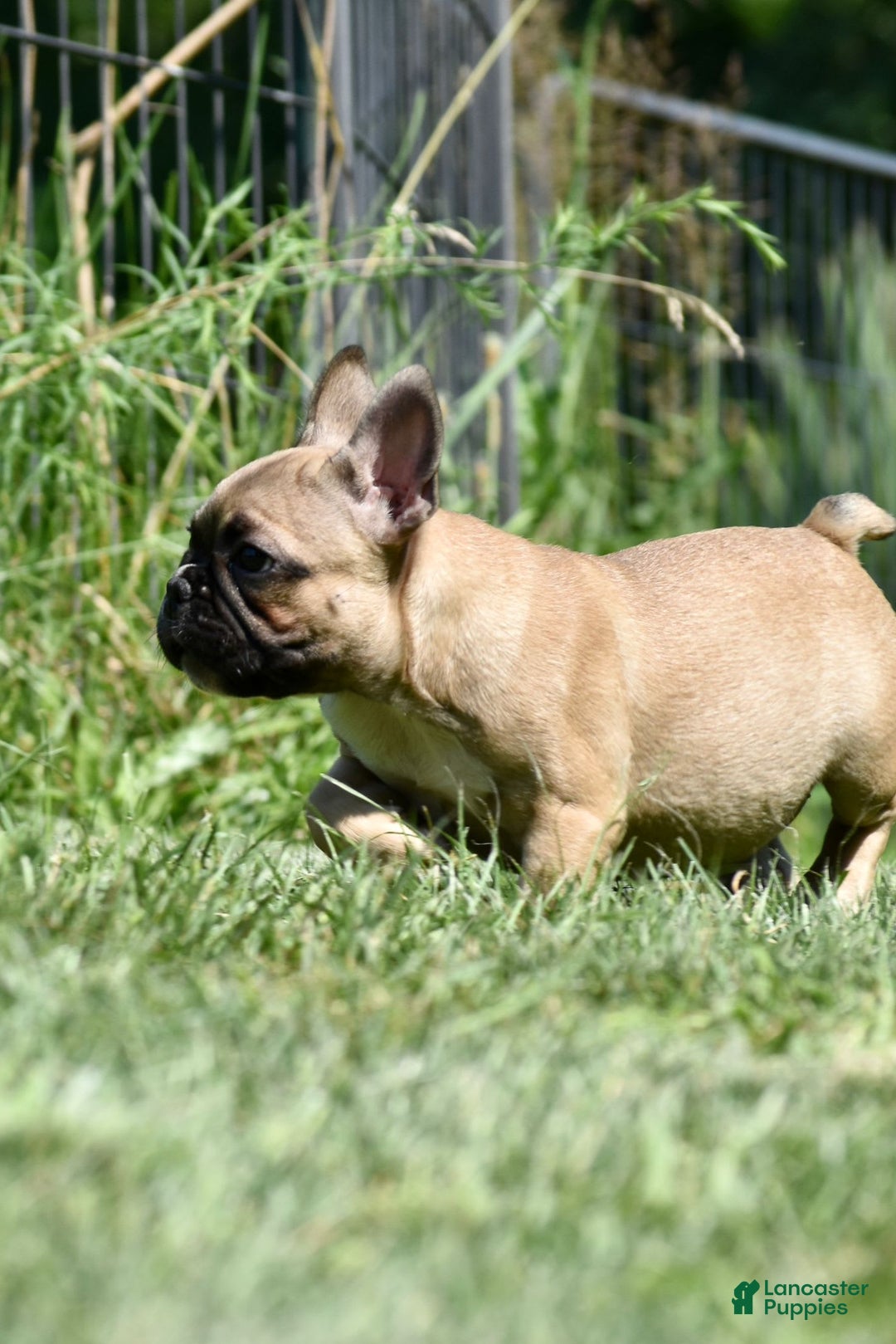 French Bulldog dogs for sale: Mara - Image 2