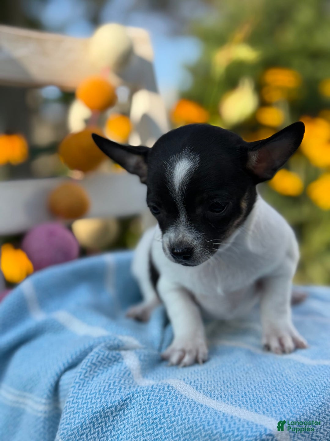 Chihuahua dogs for sale: Puddle - Image 10