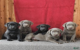 Labrador Retriever dogs for sale: Renee - Image 3