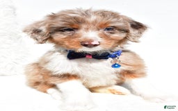 Mini Aussiedoodle dogs for sale: Eden - Image 5