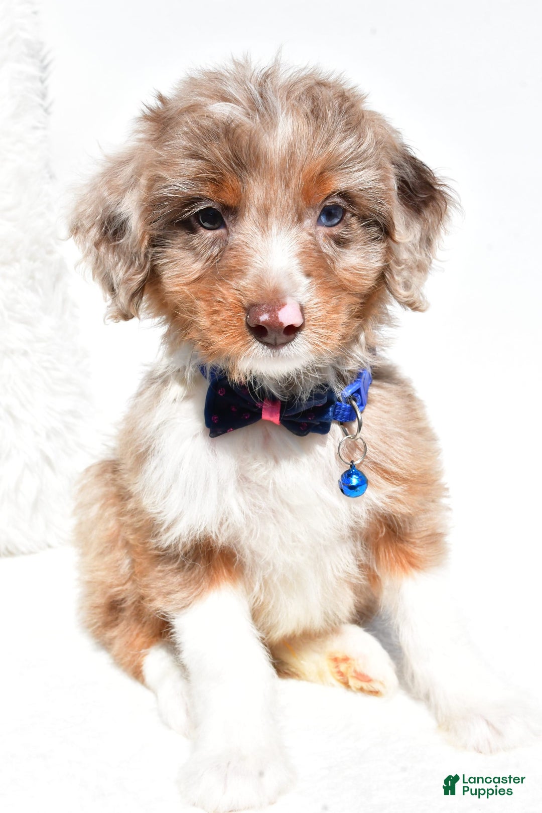 Mini Aussiedoodle dogs for sale: Eden - Image 5