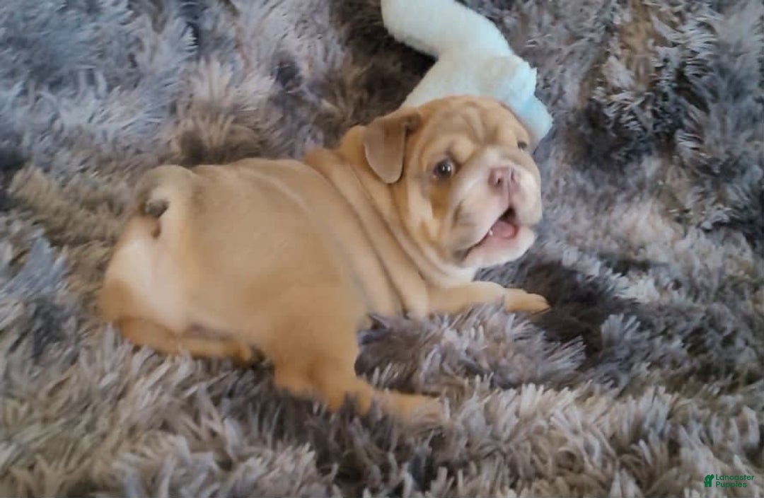 English Bulldog dogs for sale: Ozzy - Image 7