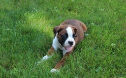 Boxer dogs for sale: Holly - Image 5