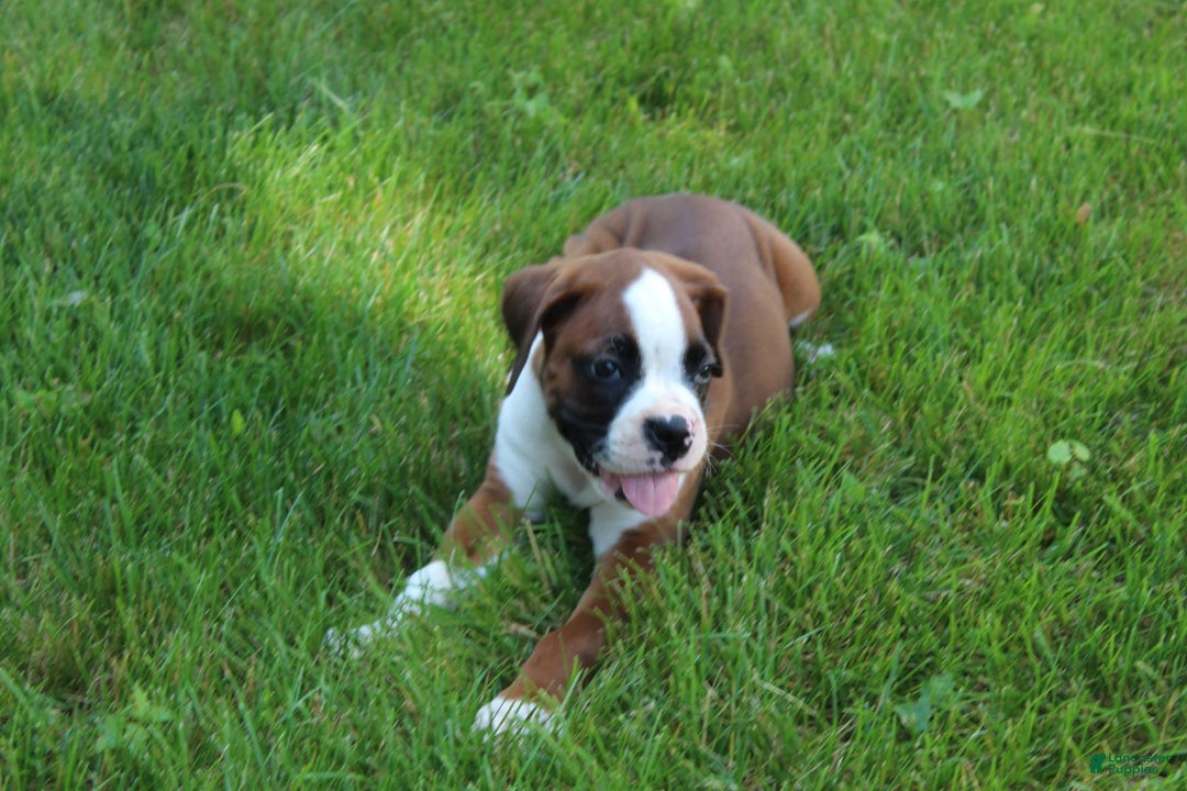 Boxer dogs for sale: Holly - Image 5