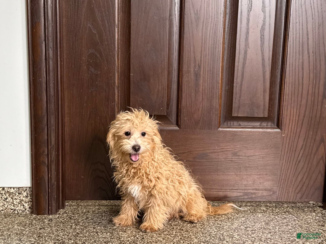 Coton De Tulear dogs for sale: Corrie - Image 16