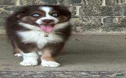 Australian Shepherd dogs for sale: Kenny - Image 1