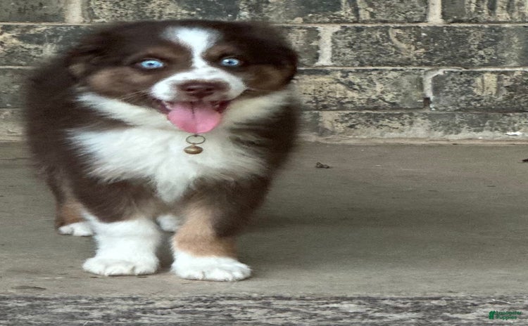 Australian Shepherd dogs for sale - Ad 2