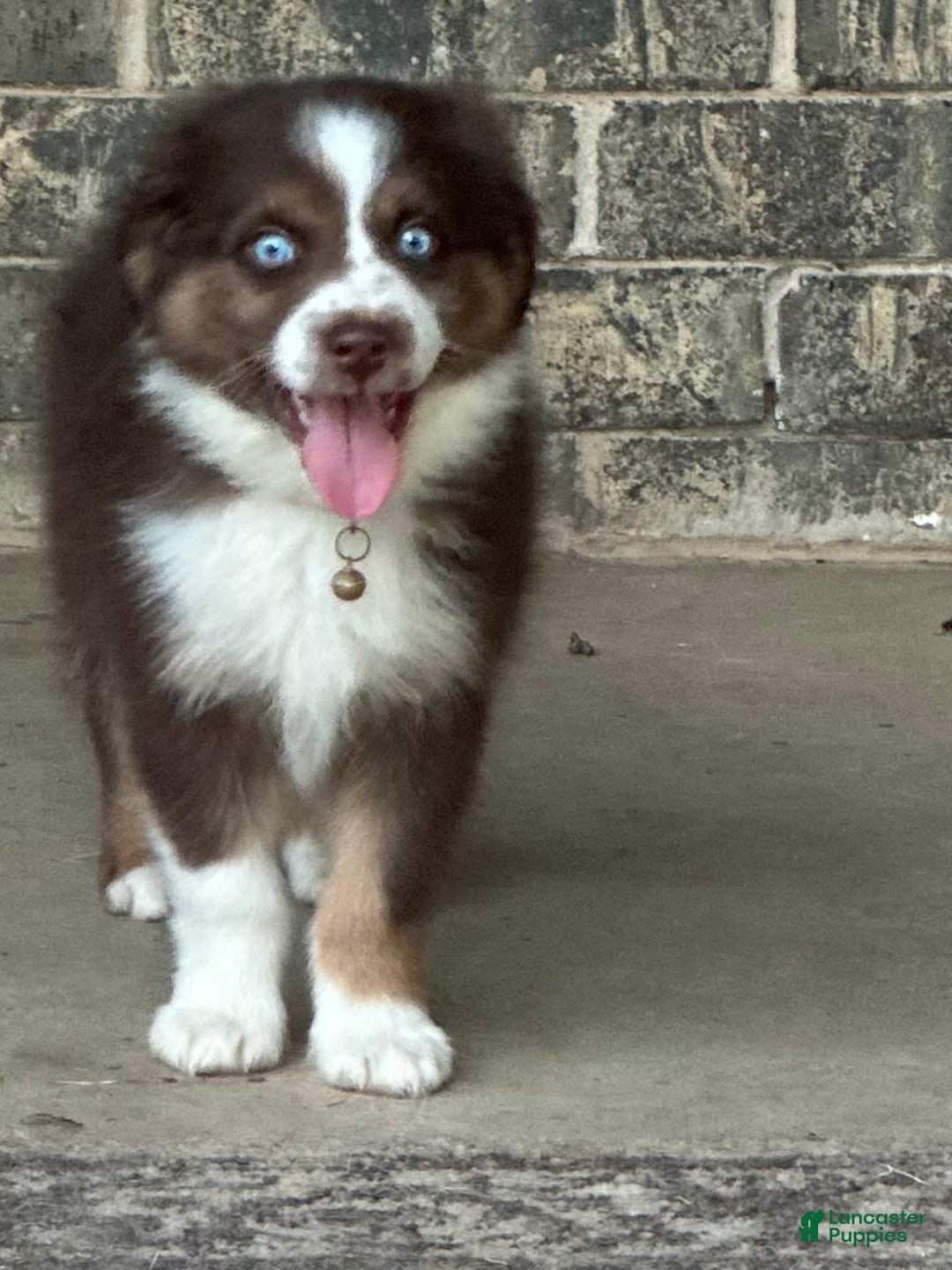Australian Shepherd dogs for sale: Kenny - Image 1