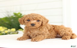Miniature Poodle dogs for sale: Neva - Image 4