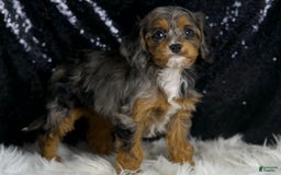 Cavapoo dogs for sale: Diana - Image 8