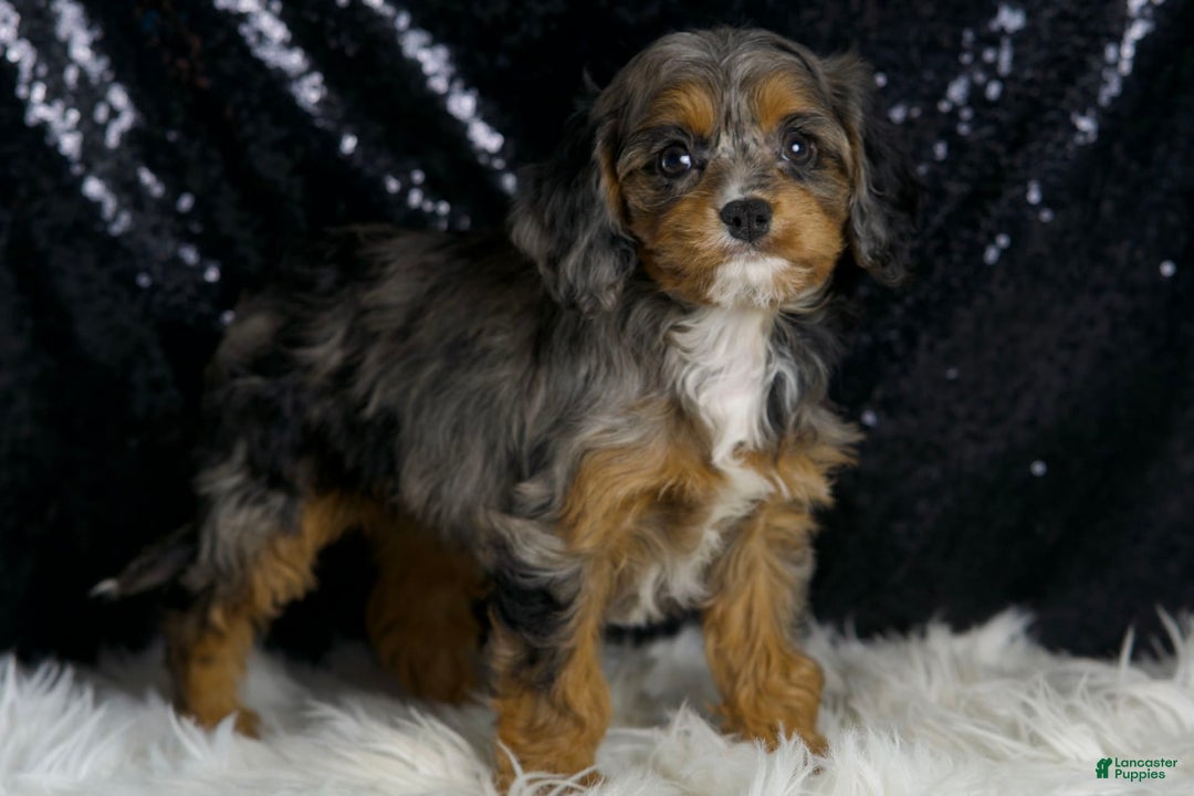 Cavapoo dogs for sale: Diana - Image 8