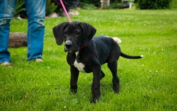 Great Dane dogs for sale: Athena - Image 18