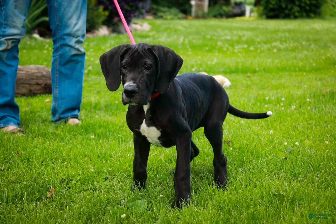 Great Dane dogs for sale: Athena - Image 18