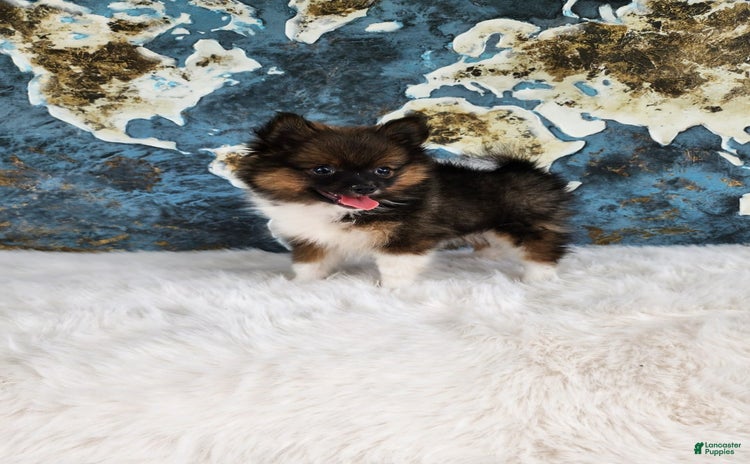 Pomeranian dogs - Advert 5