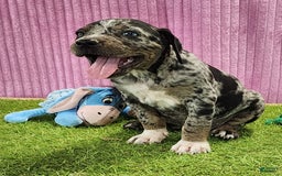 Catahoula Leopard Dog dogs for sale: Duchess 2025 Female 6 - Image 1